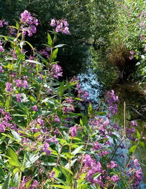 Himalayan balsam
