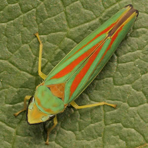 Rhododendron Leafhopper