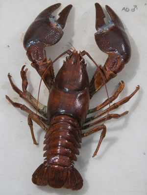 Signal crayfish